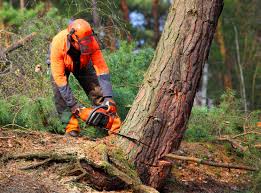 Tree and Shrub Care in New Cassel, NY